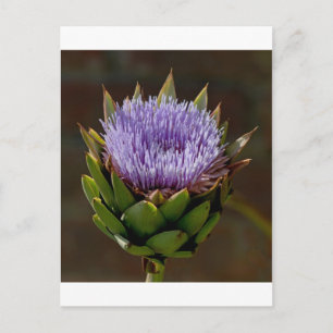 グローブアーティチョーク、Cynara Cardunculus、花。 ポストカード