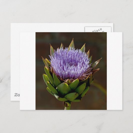 グローブアーティチョーク、Cynara Cardunculus、花。 ポストカード (正面/裏面)
