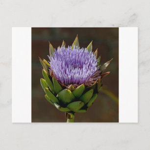 グローブアーティチョーク、Cynara Cardunculus、花。 ポストカード