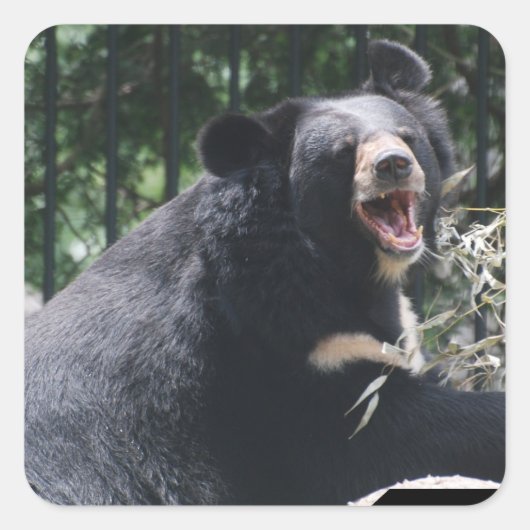 グローリングベアーステッカー スクエアシール (正面)