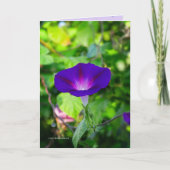 グローリーソロ カード (正面)