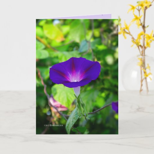 グローリーソロ カード (黄色い花)