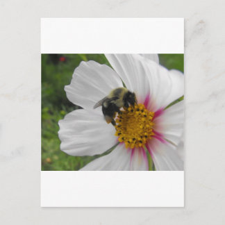 グローリービー ポストカード