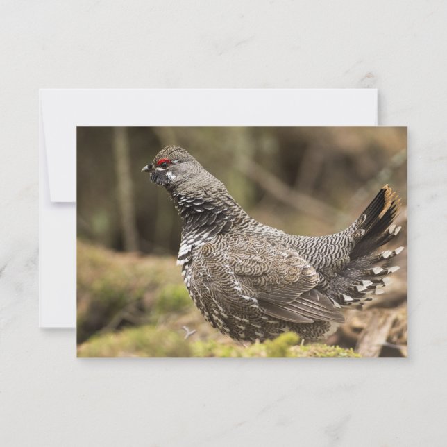 グロ誇りを持ったーズ (正面)