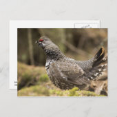 グロ誇りを持ったーズ ポストカード (正面/裏面)