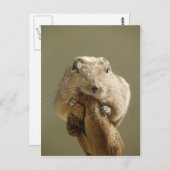 グンおもしろいディ ポストカード (正面/裏面)