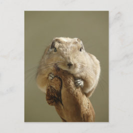 グンおもしろいディ ポストカード