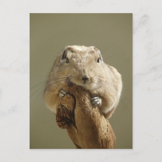 グンおもしろいディ ポストカード (正面)