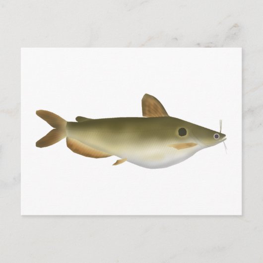 グンターのナマズ ポストカード (正面)