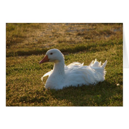 グージー (正面横)