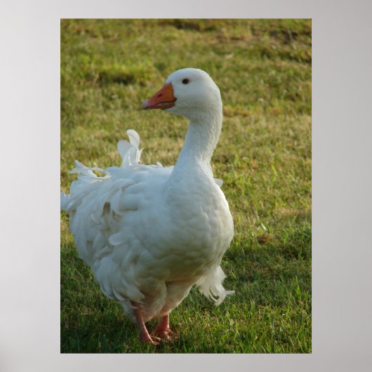 グージー ポスター (正面)