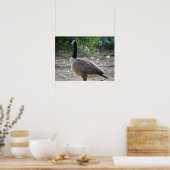 グースキのまわりにャナダグースプリント ポスター (キッチン)