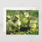 グースファミリー ポストカード (正面/裏面)