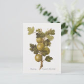 グースベリー「クロンプトンのシバクイーン」 ポストカード (スタンド正面)