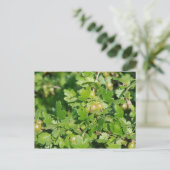 グースベリー ポストカード (スタンド正面)