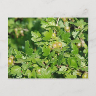 グースベリー ポストカード