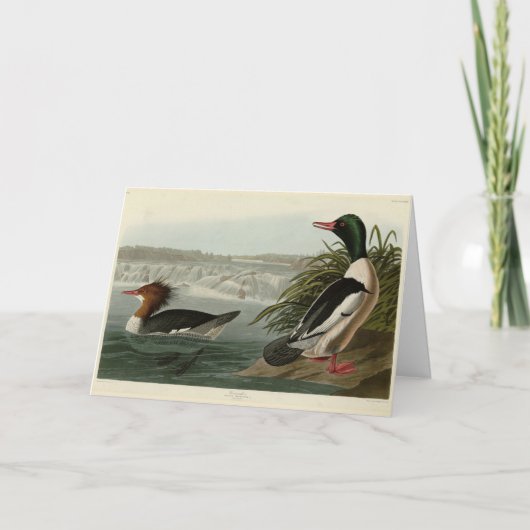 グースンダーAudubon's Birds カード (正面)