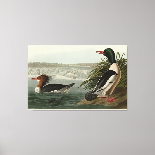 グースンダーAudubon's Birds キャンバスプリント (正面)