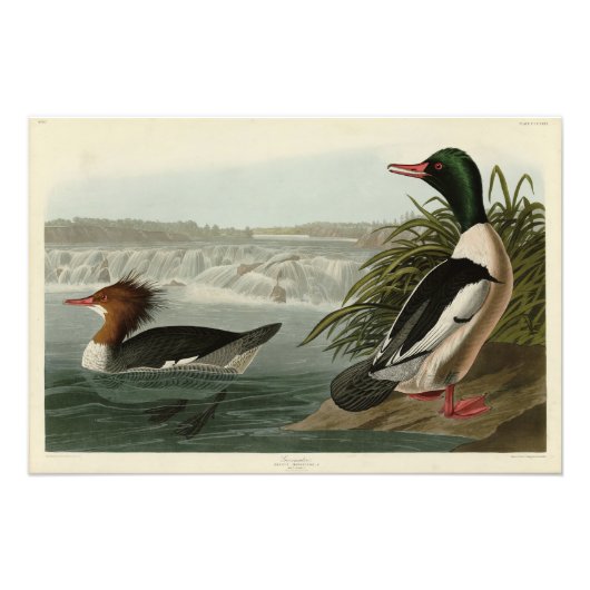 グースンダーAudubon's Birds フォトプリント (正面)