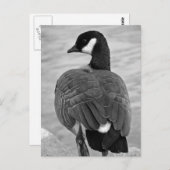 グース誇りを持った ポストカード (正面/裏面)