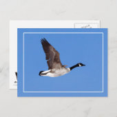 グース飛んでいる ポストカード (正面/裏面)