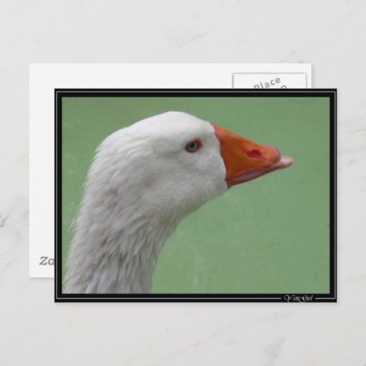 グース1 ポストカード (正面/裏面)