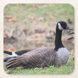 グース スクエアペーパーコースター