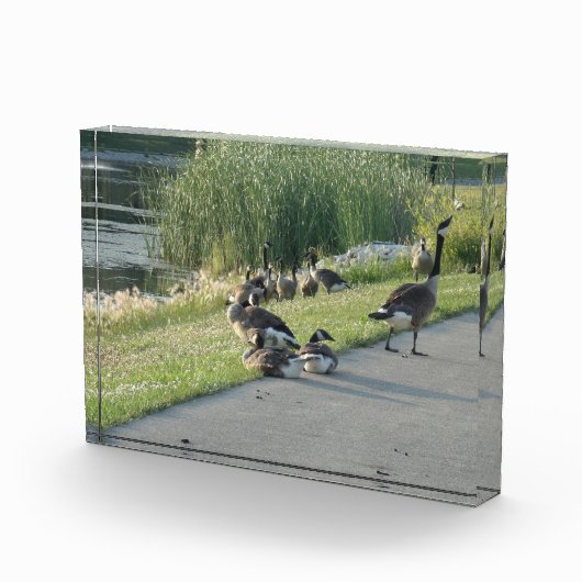 グース フォトブロック (右)