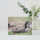 グース ポストカード (スタンド正面)