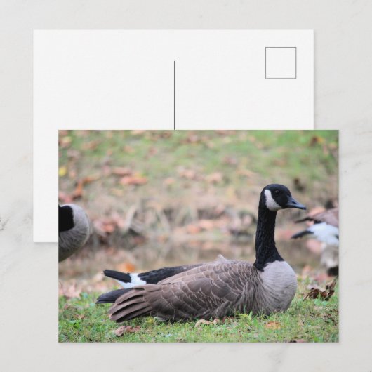 グース ポストカード (正面/裏面)