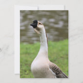 グース 招待状 (正面)