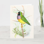 グーリアンレインボーフィンチ絶滅の危機にあるオーストラリアの鳥 カード (正面)