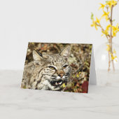 グーリング・ボブキャット カード (黄色い花)