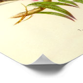 グールド – バラブレストCockatooポートフォリオ ポスター (角)