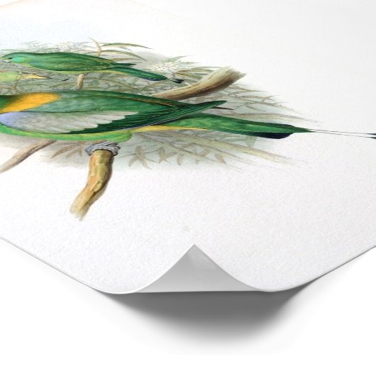 グールド – ラケットの尾のオウム ポスター (角)