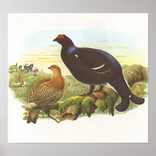 グールド – Black Grouse - Lyrurus tetrix ポスター (正面)