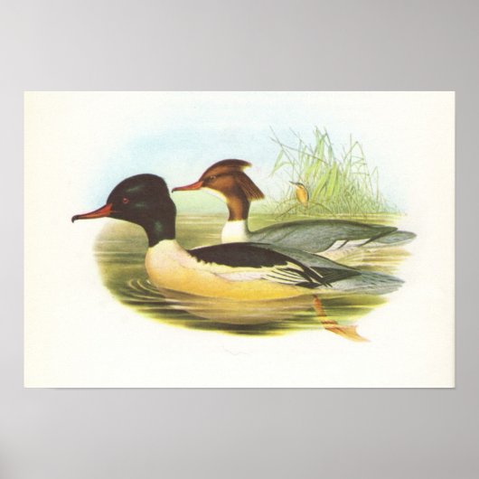 グールド – Goosander - Mergus merganser ポスター (正面)