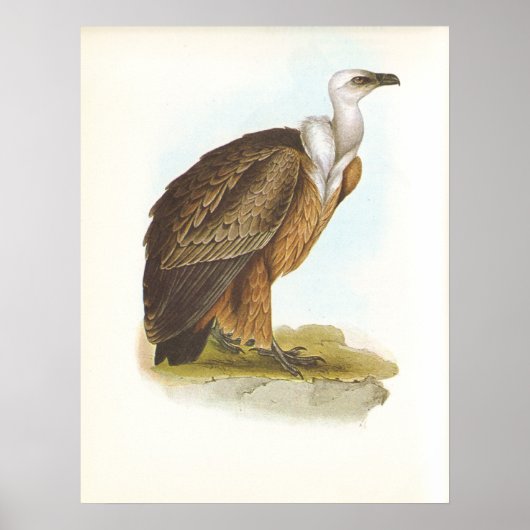 グールド – Griffon Vulture – ジプスフルヴス ポスター (正面)