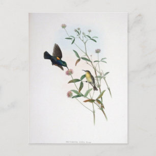 グールド – Jericho Sunbird ポストカード
