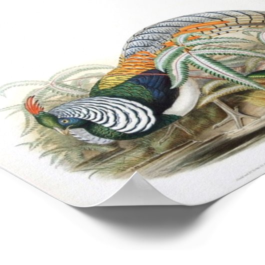 グールド – Lady Amherst's Pheasant Portfolio ポスター (角)