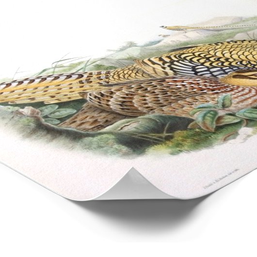 グールド – Reeve's Pheasant Portfolio ポスター (角)