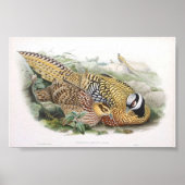 グールド – Reeve's Pheasant Portfolio ポスター (正面)