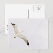 グ飛んでいるル ポストカード (正面/裏面)