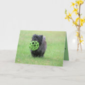 ケアン・テリア カード (黄色い花)