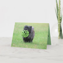 ケアン・テリア