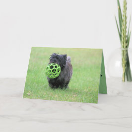 ケアン・テリア カード