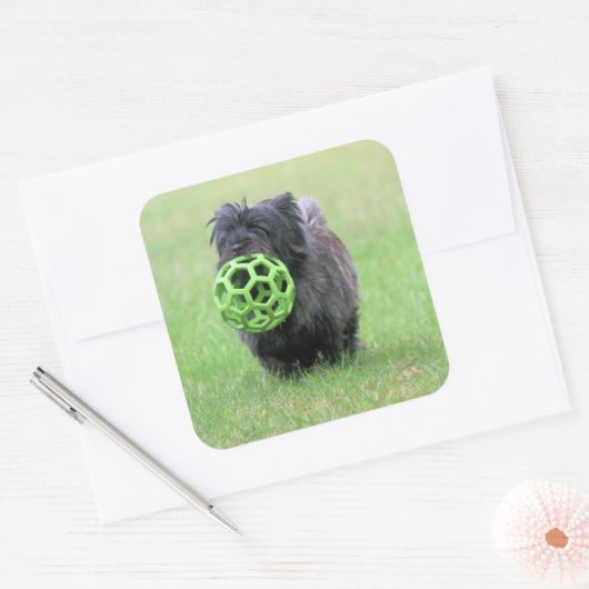 ケアン・テリア スクエアシール (封筒)