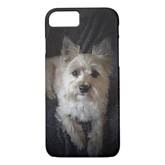 ケアーン・テリア犬のかわいいiPhoneの場合 Case-Mate iPhoneケース (裏面)