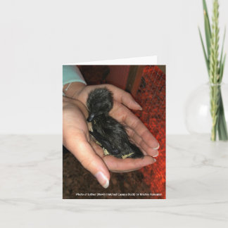 ケイウガふ化場 カード