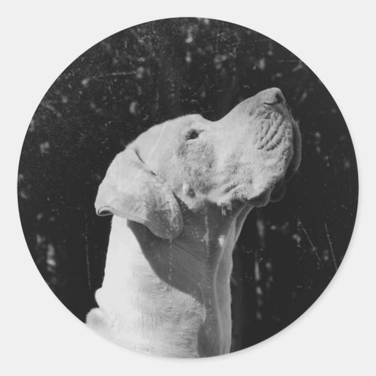 ケイウスのステッカー ラウンドシール (正面)